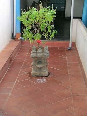 Tulsi plant Tulsi plant